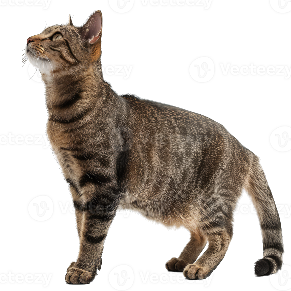 Hairy Fluffy Cat Playing png