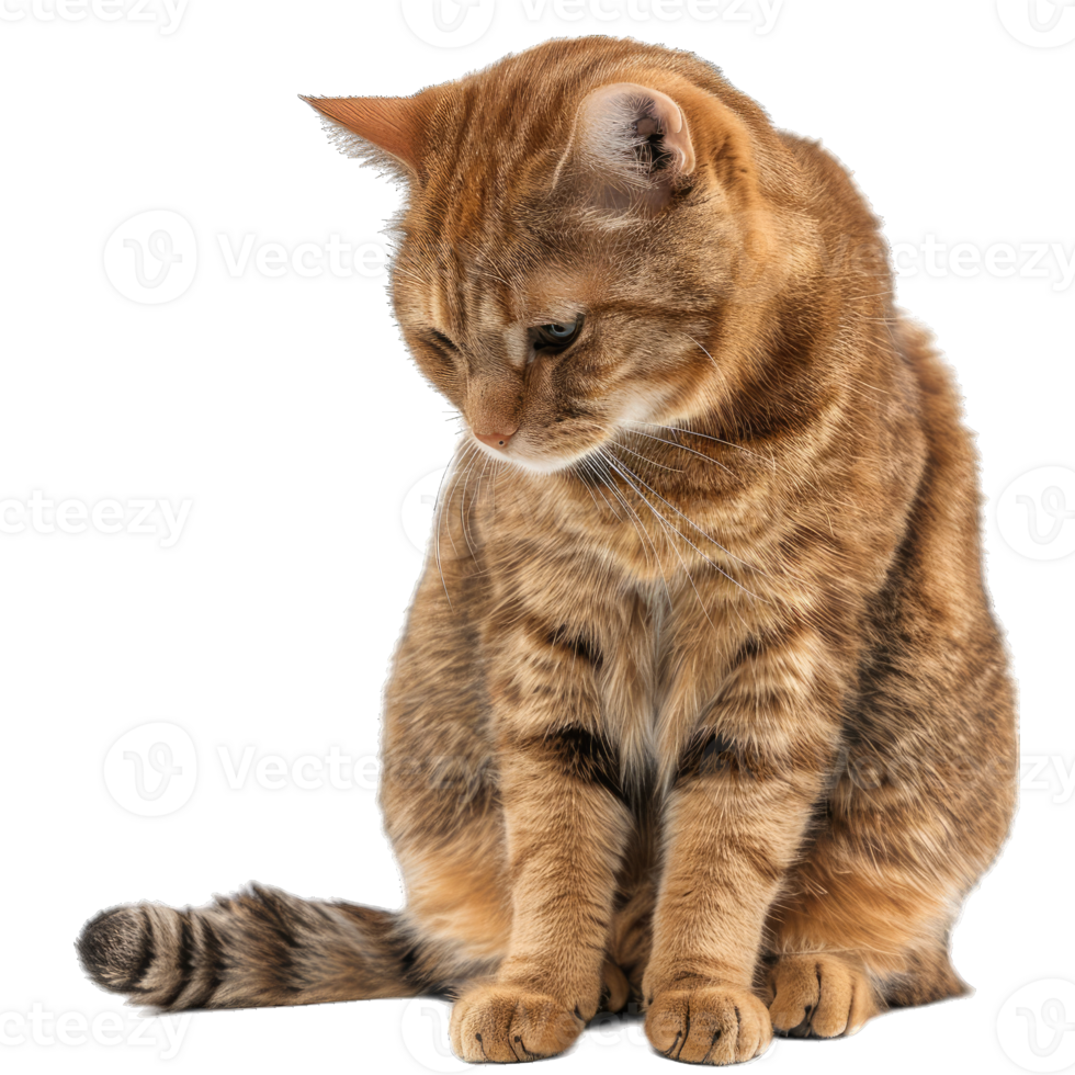 Hairy Fluffy Cat Playing png