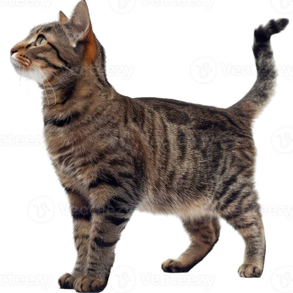 Hairy Fluffy Cat Playing png