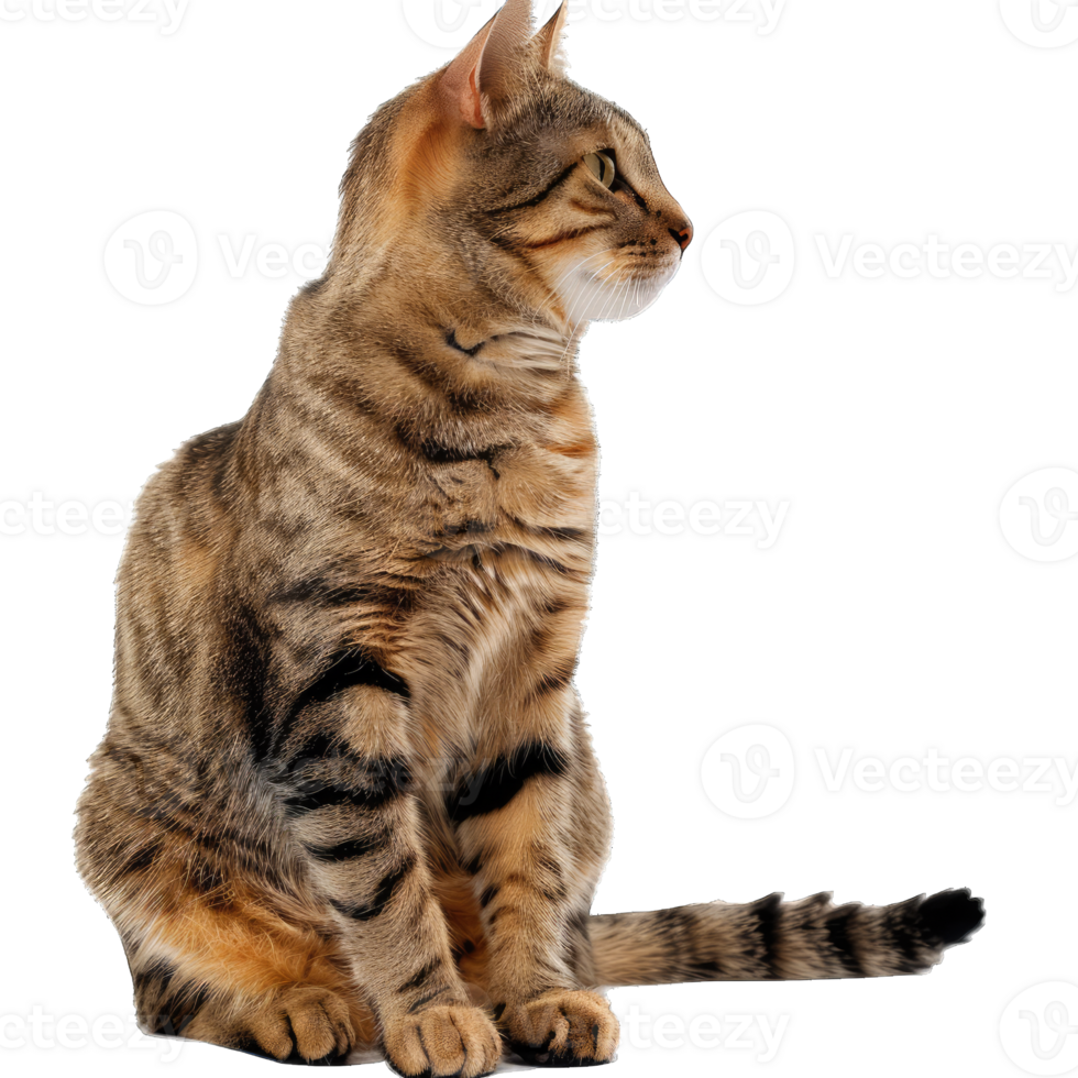 Hairy Fluffy Cat Playing png