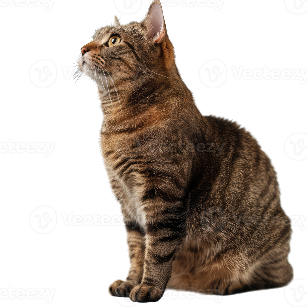 Hairy Fluffy Cat Playing png