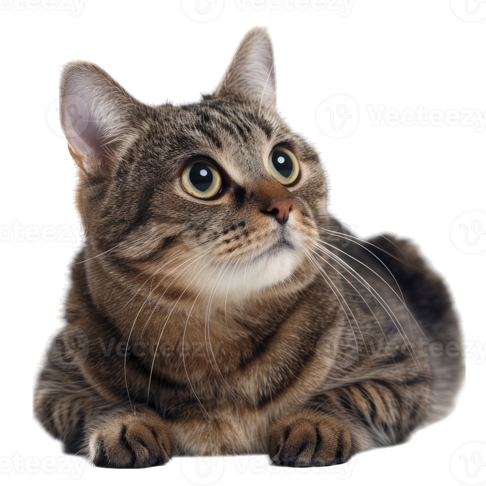 Hairy Fluffy Cat Playing png