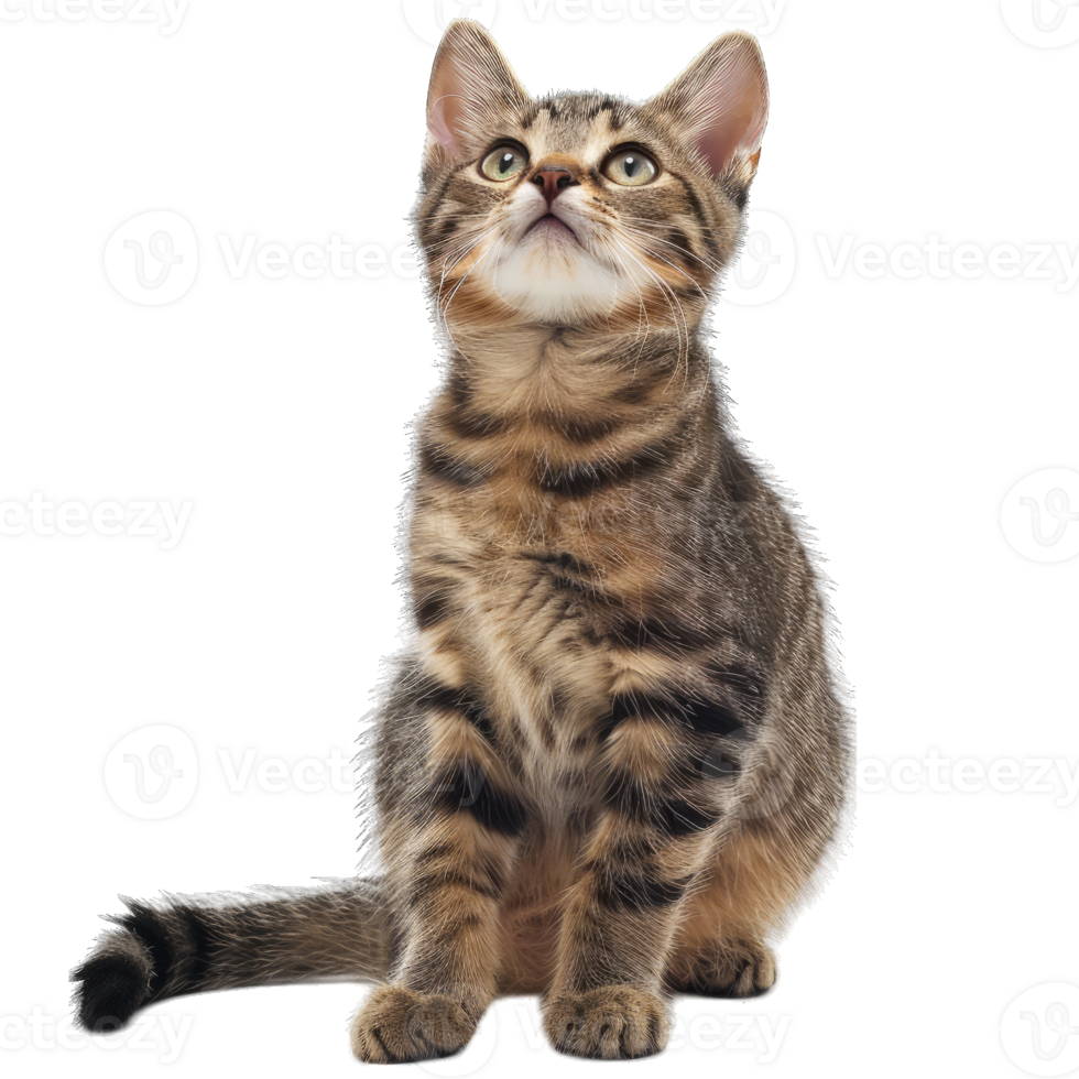 Hairy Fluffy Cat Playing png