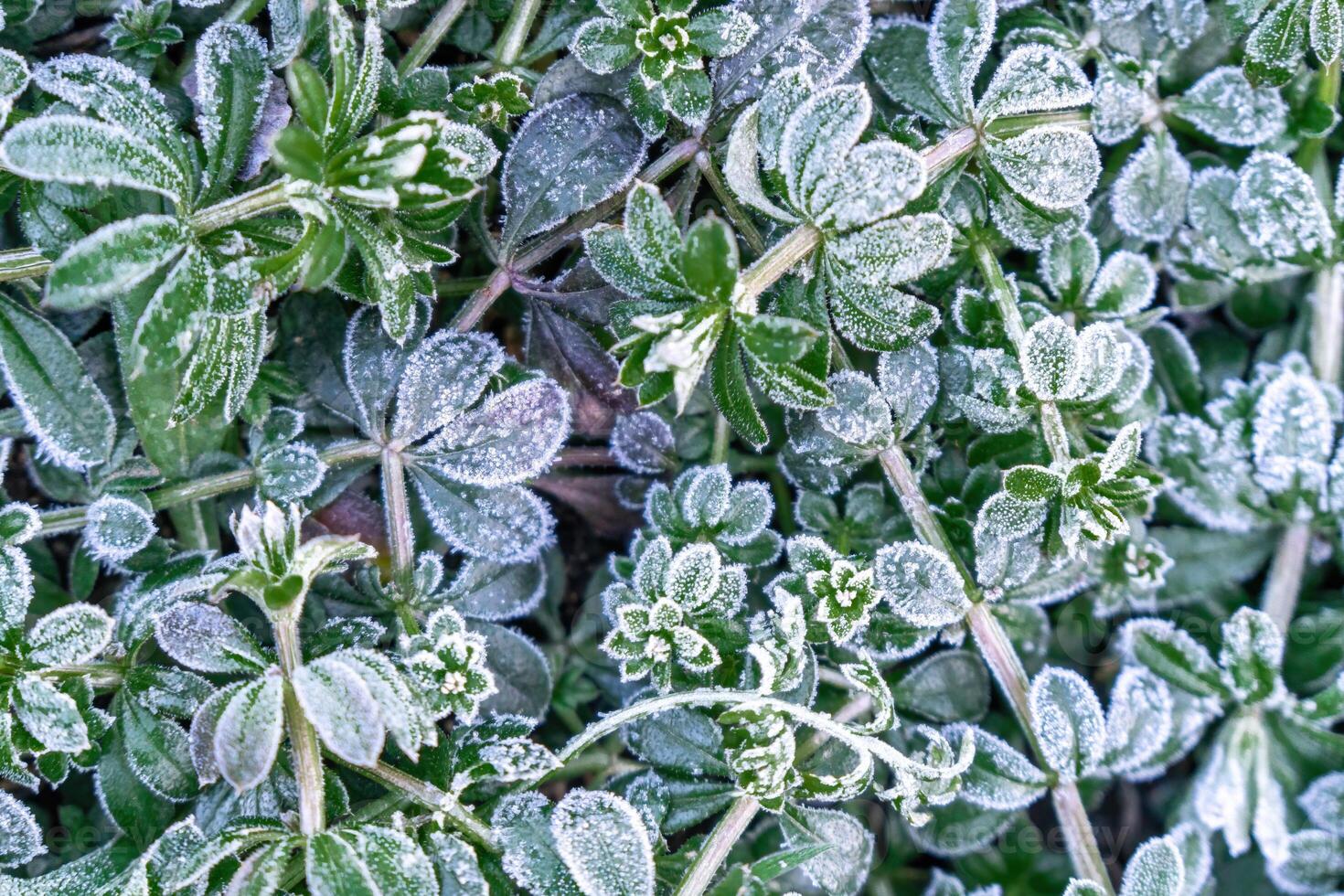 Selective focus. First frost on a frozen field plants, late autumn close-up. Beautiful abstract frozen microcosmos pattern. Freezing weather frost action in nature. Floral backdrop. photo