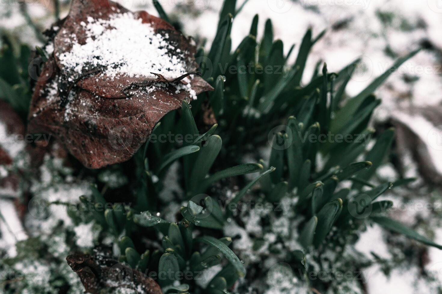 Selective focus. First snow on a frozen field plants, late autumn close-up. Beautiful abstract frozen microcosmos pattern. Freezing weather frost action in nature. Floral backdrop. photo