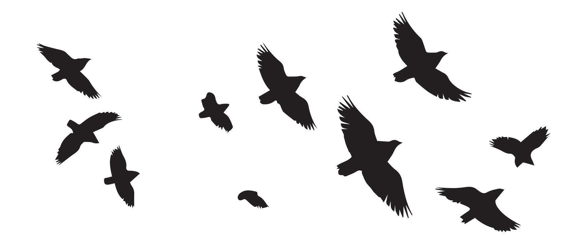 Flying birds silhouettes on white background. illustration. isolated bird flying vector