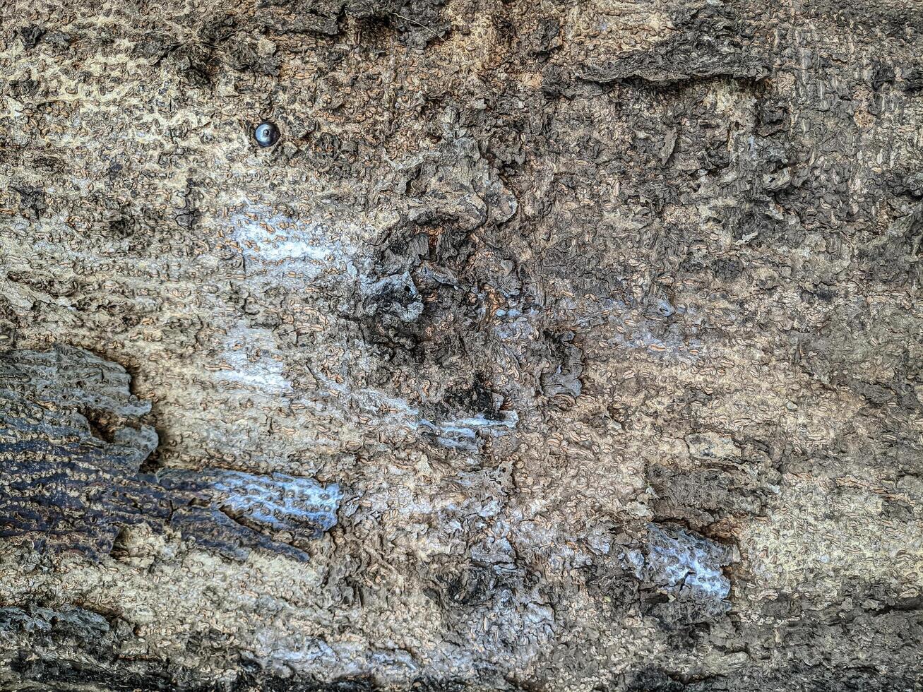 detailed texture of tree bark with rough surface and natural pattern photo