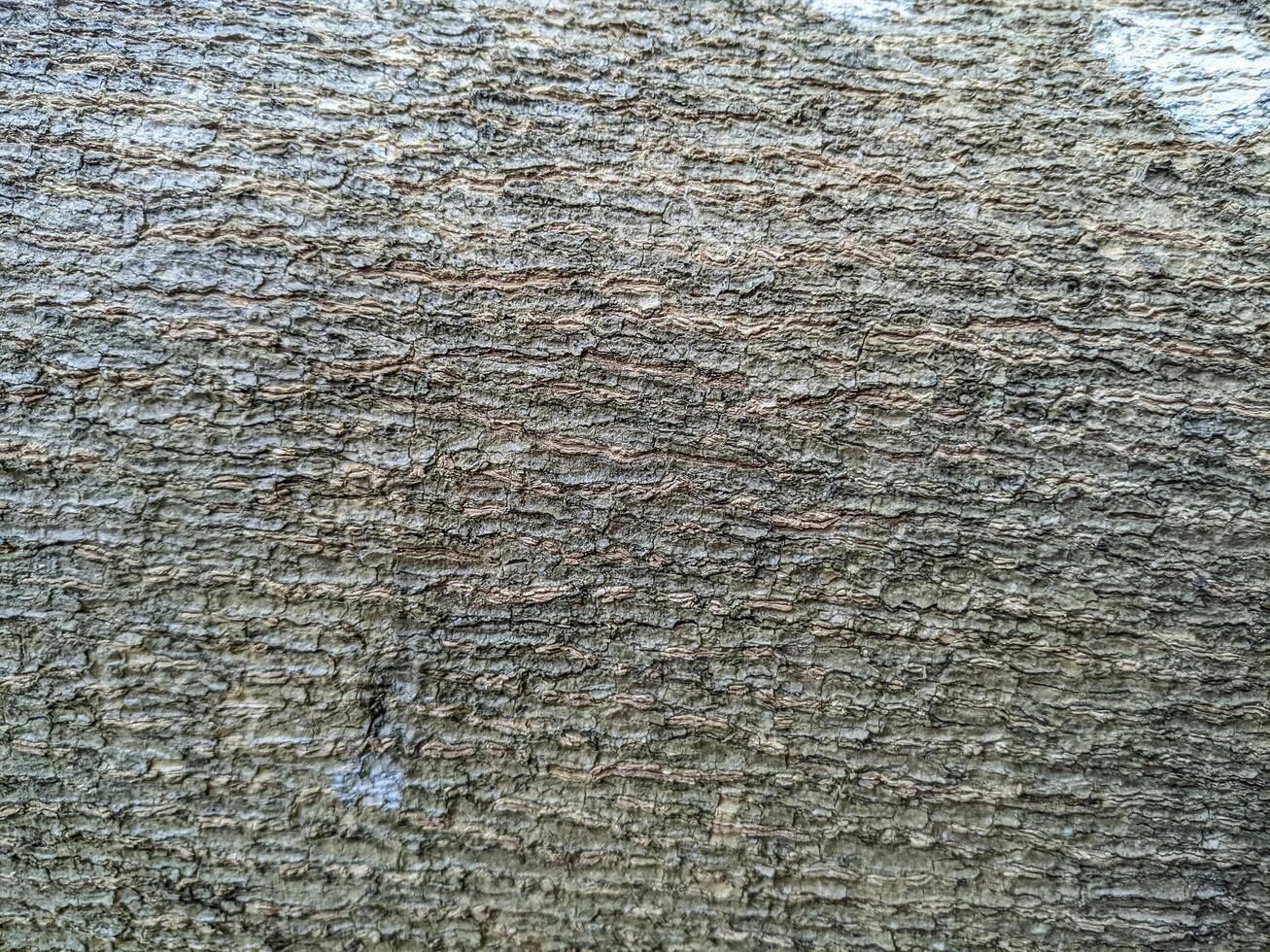 detailed texture of tree bark with rough surface and natural pattern photo