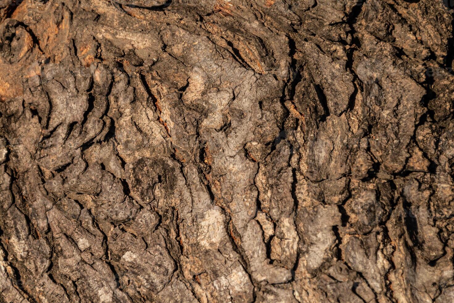 detailed texture of tree bark with rough surface and natural pattern photo