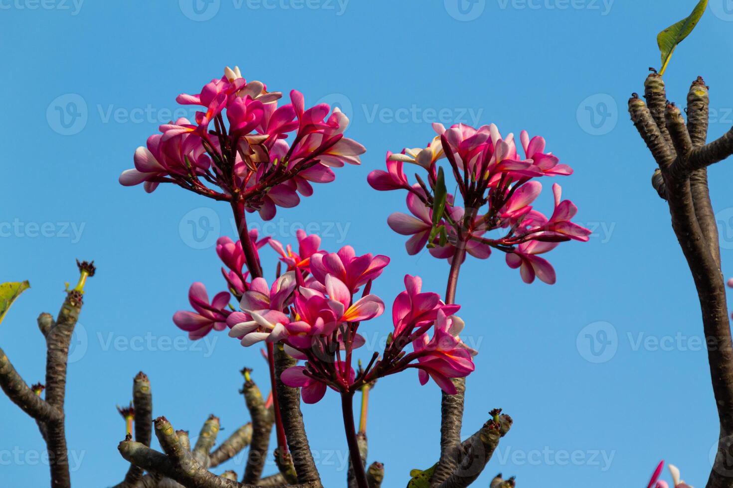 Blooming Red Frangipani Flowers on a bright blue sky background photo