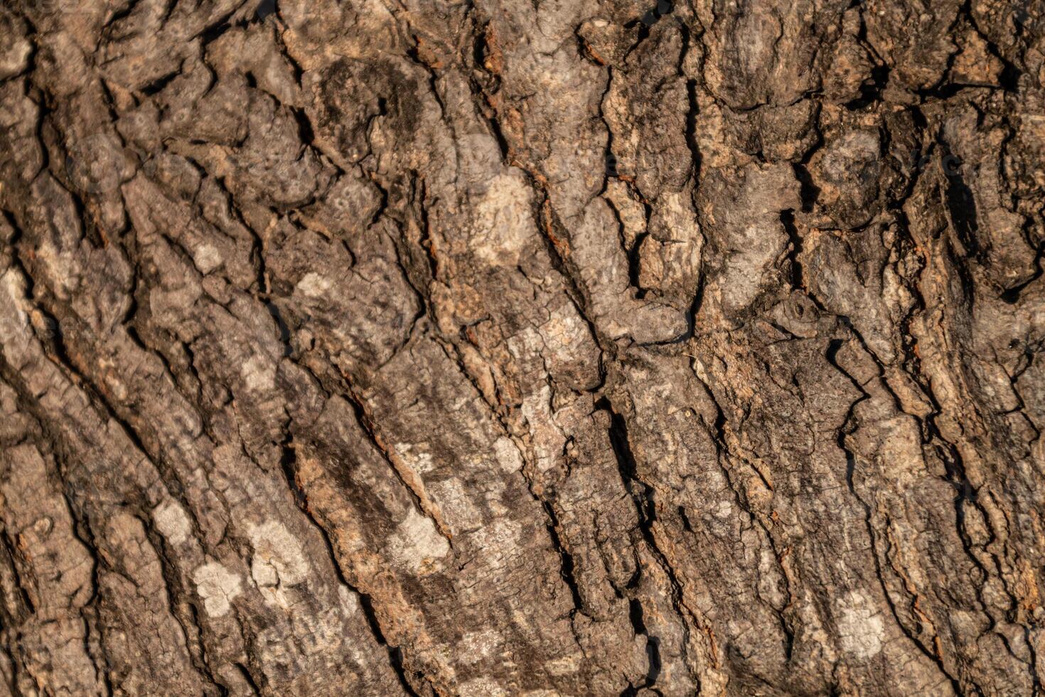 detailed texture of tree bark with rough surface and natural pattern photo