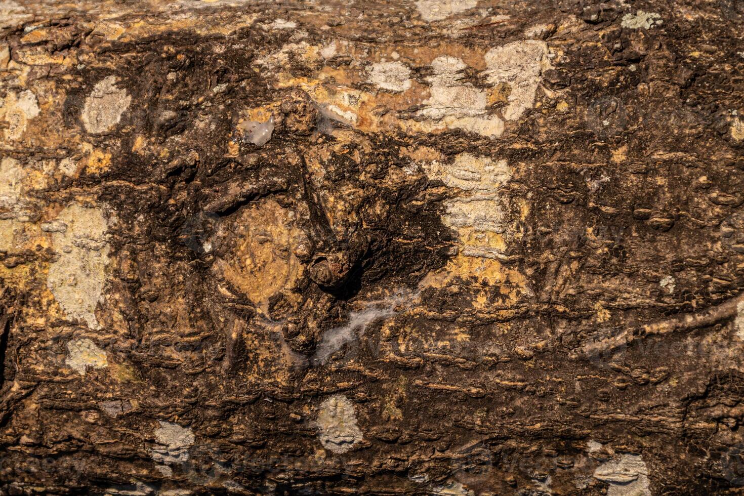 detailed texture of tree bark with rough surface and natural pattern photo