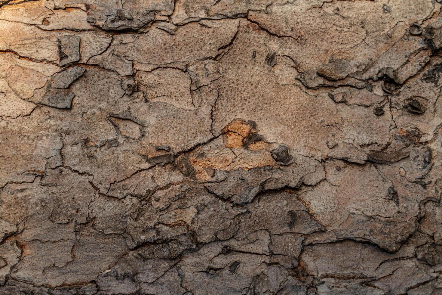 detailed texture of tree bark with rough surface and natural pattern photo