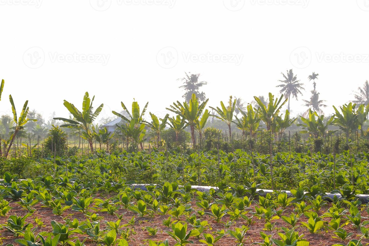 Large leaf tobacco plants growing on tobacco farmland photo
