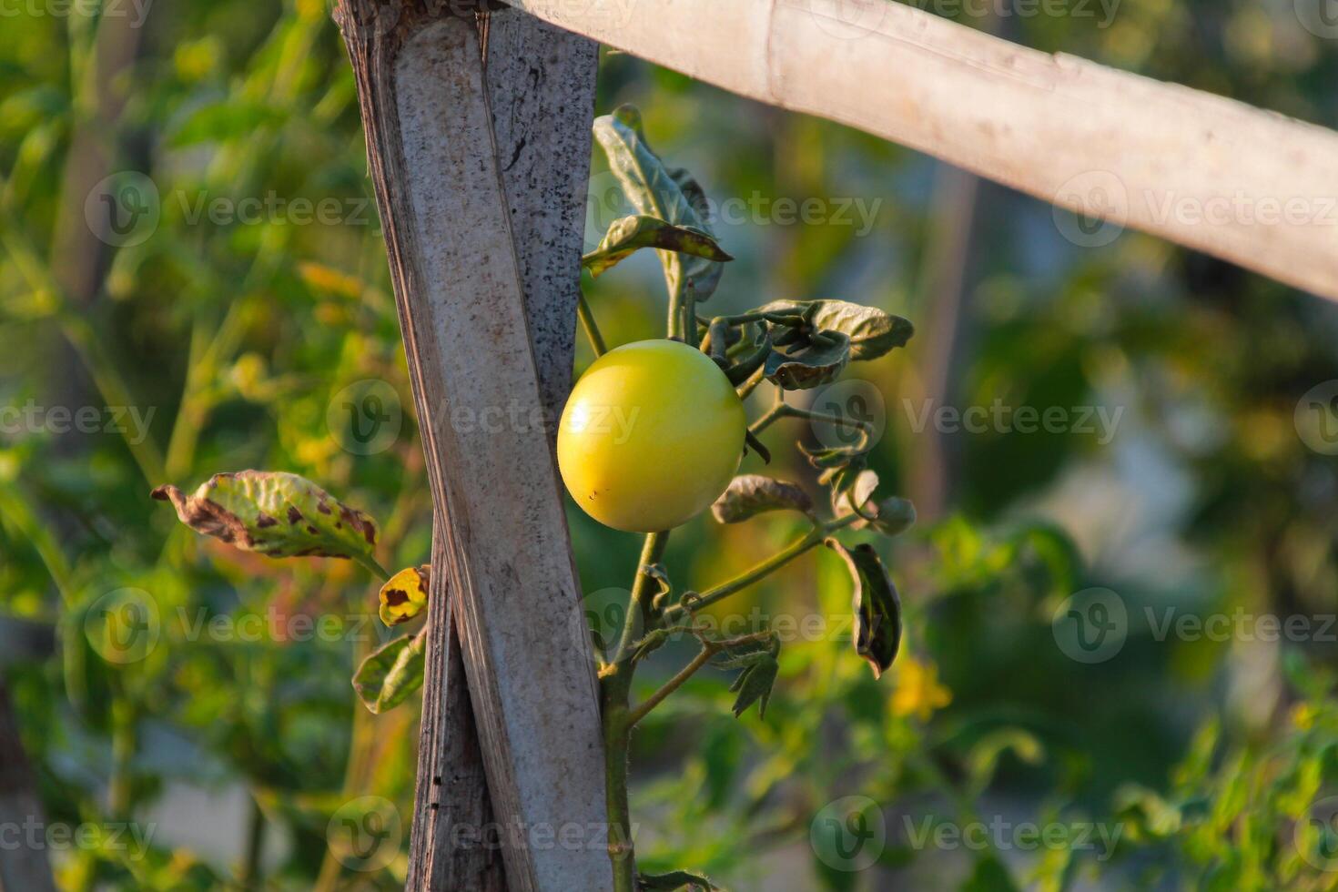 Unripe green tomatoes in summer field close up photo