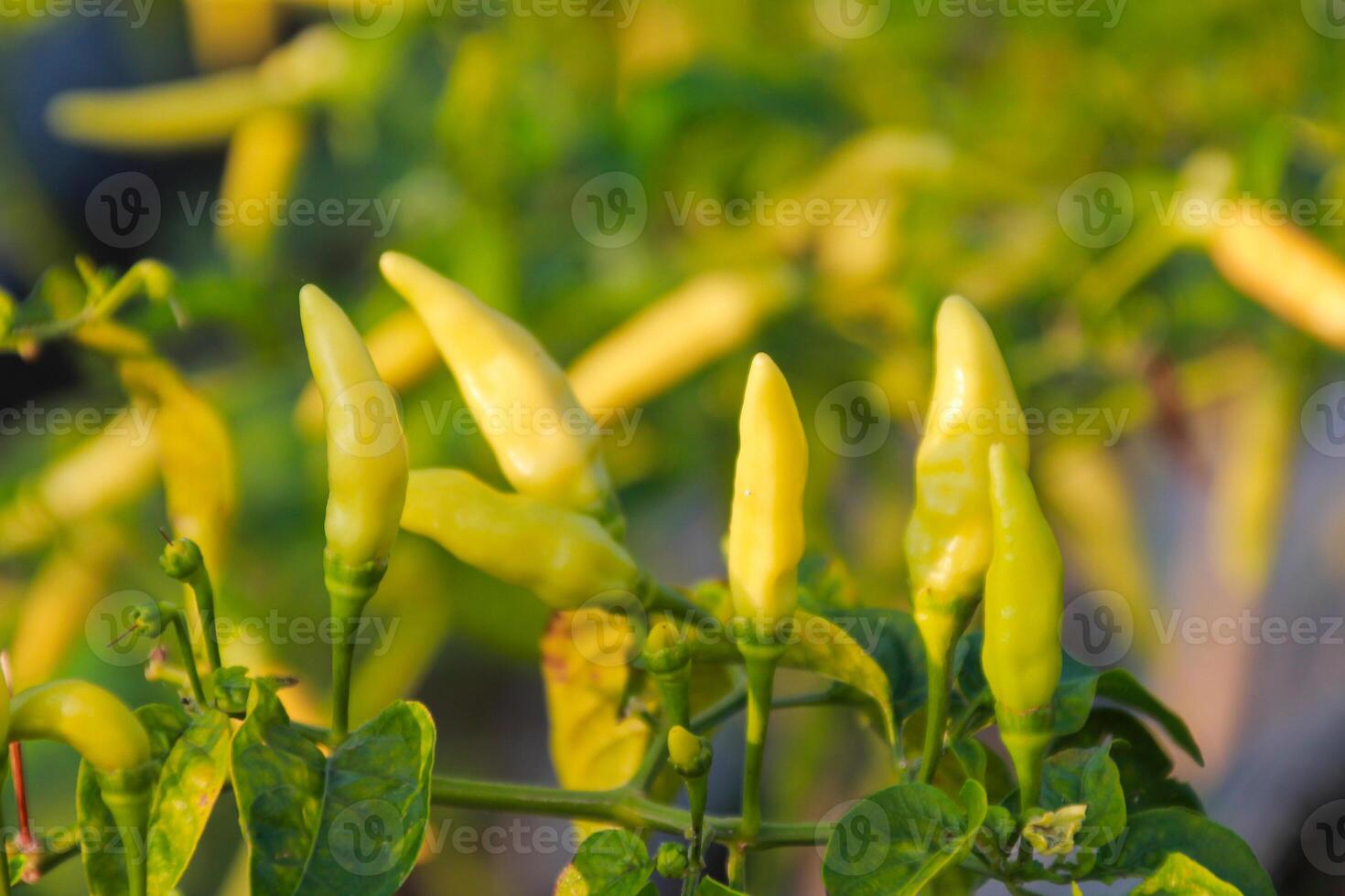 Small green chilies on the stem close up view photo