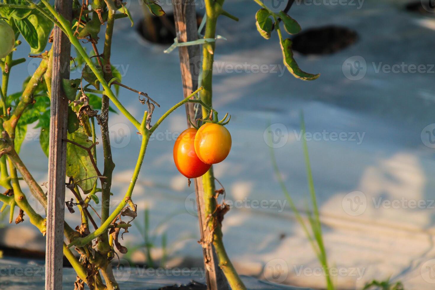 Tomato fruit in summer field close up photo
