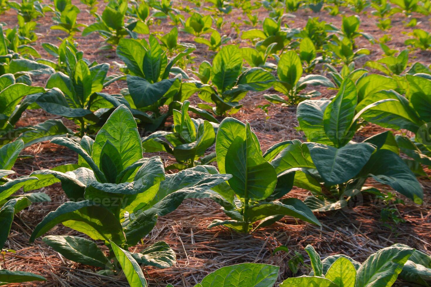 Large leaf tobacco plants growing on tobacco farmland photo