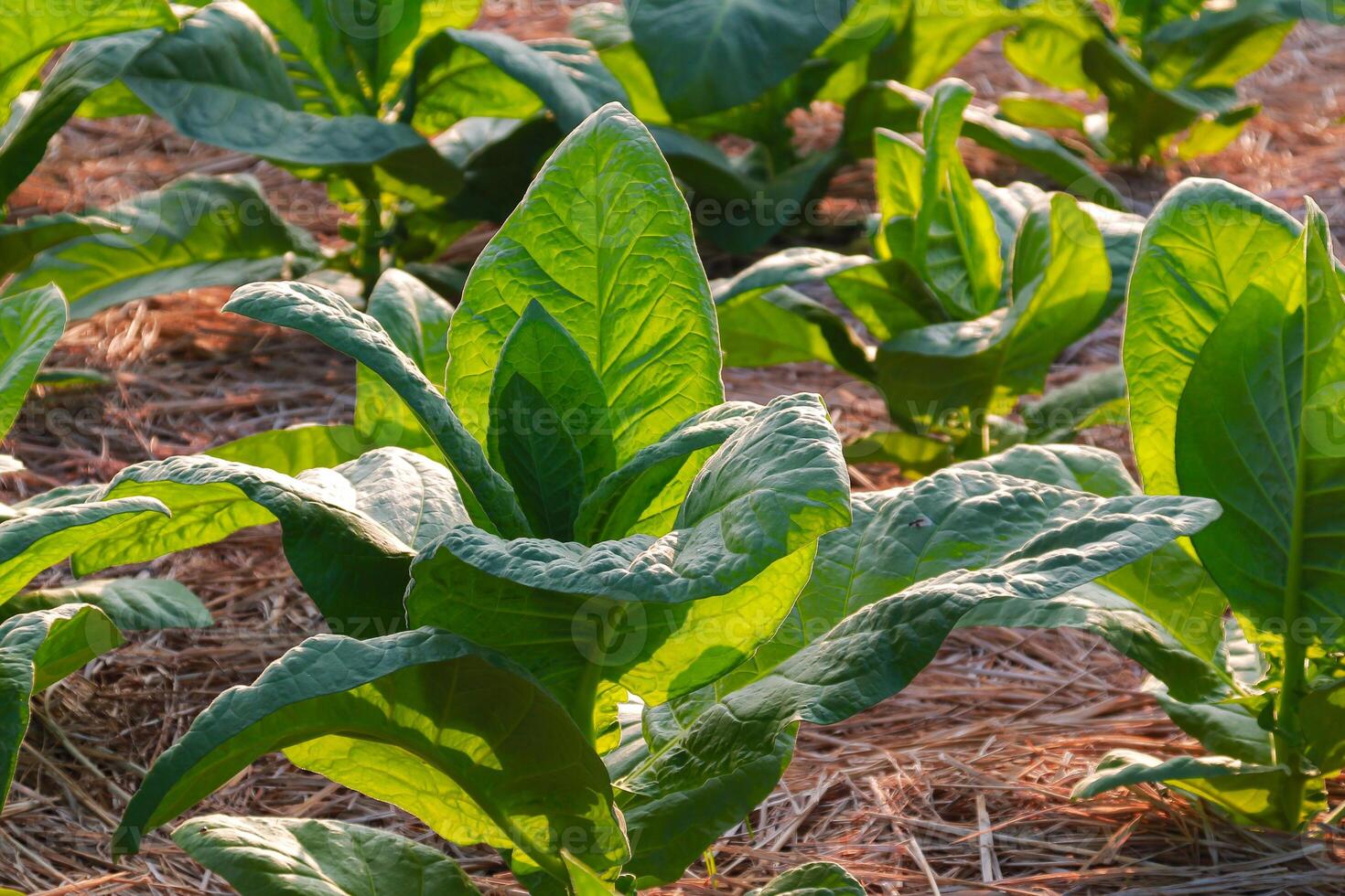 Large leaf tobacco plants growing on tobacco farmland photo