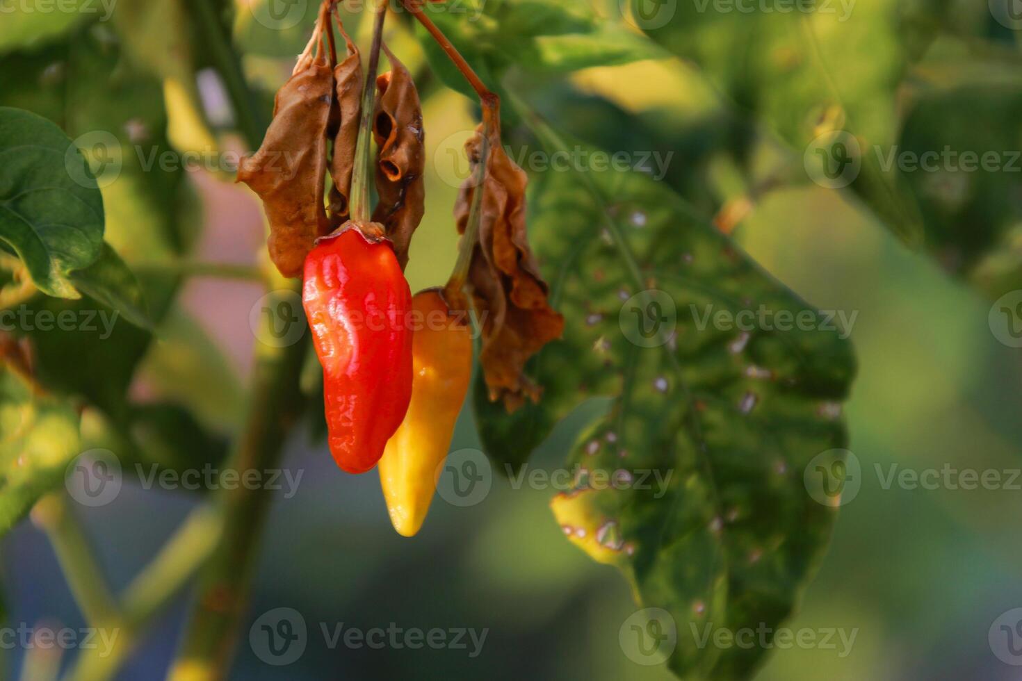 Small red chilies on the stem close up view photo