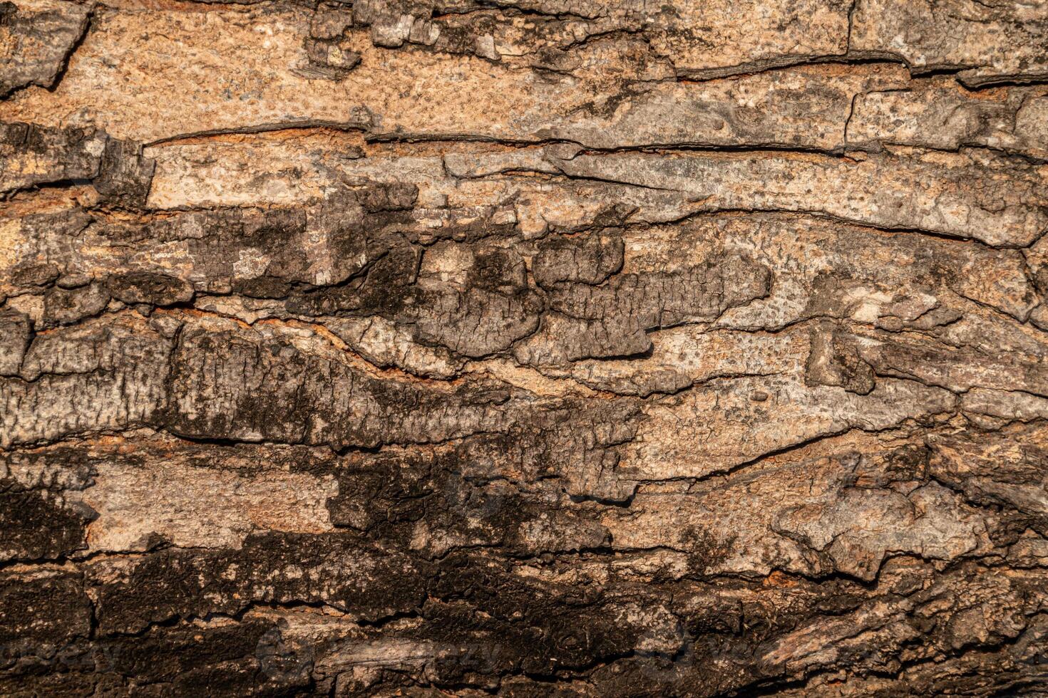detailed texture of tree bark with rough surface and natural pattern photo