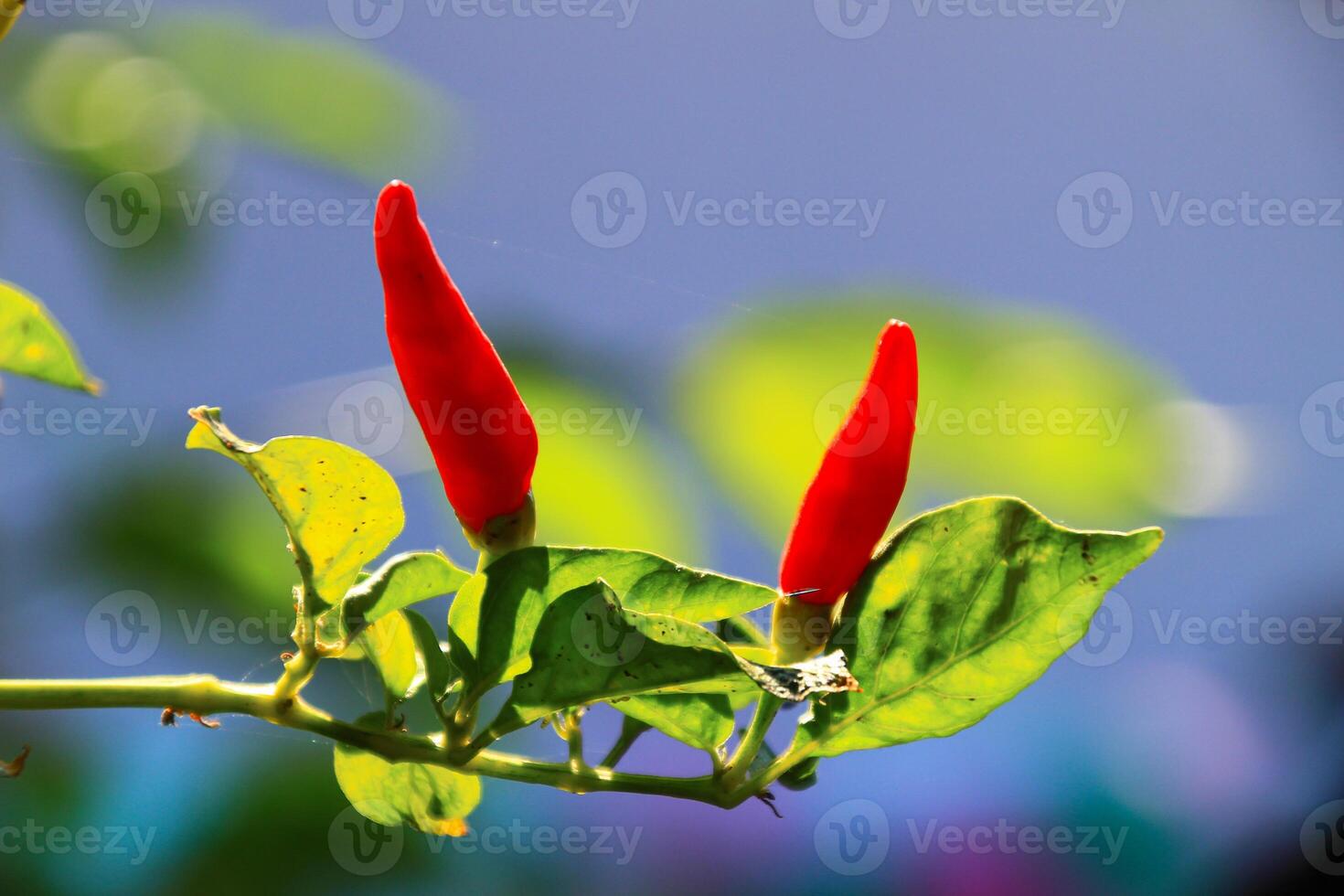 Small red chilies on the stem close up view photo