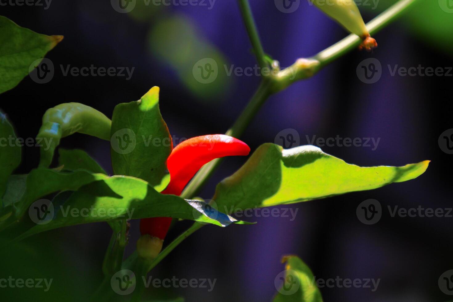 Small red chilies on the stem close up view photo