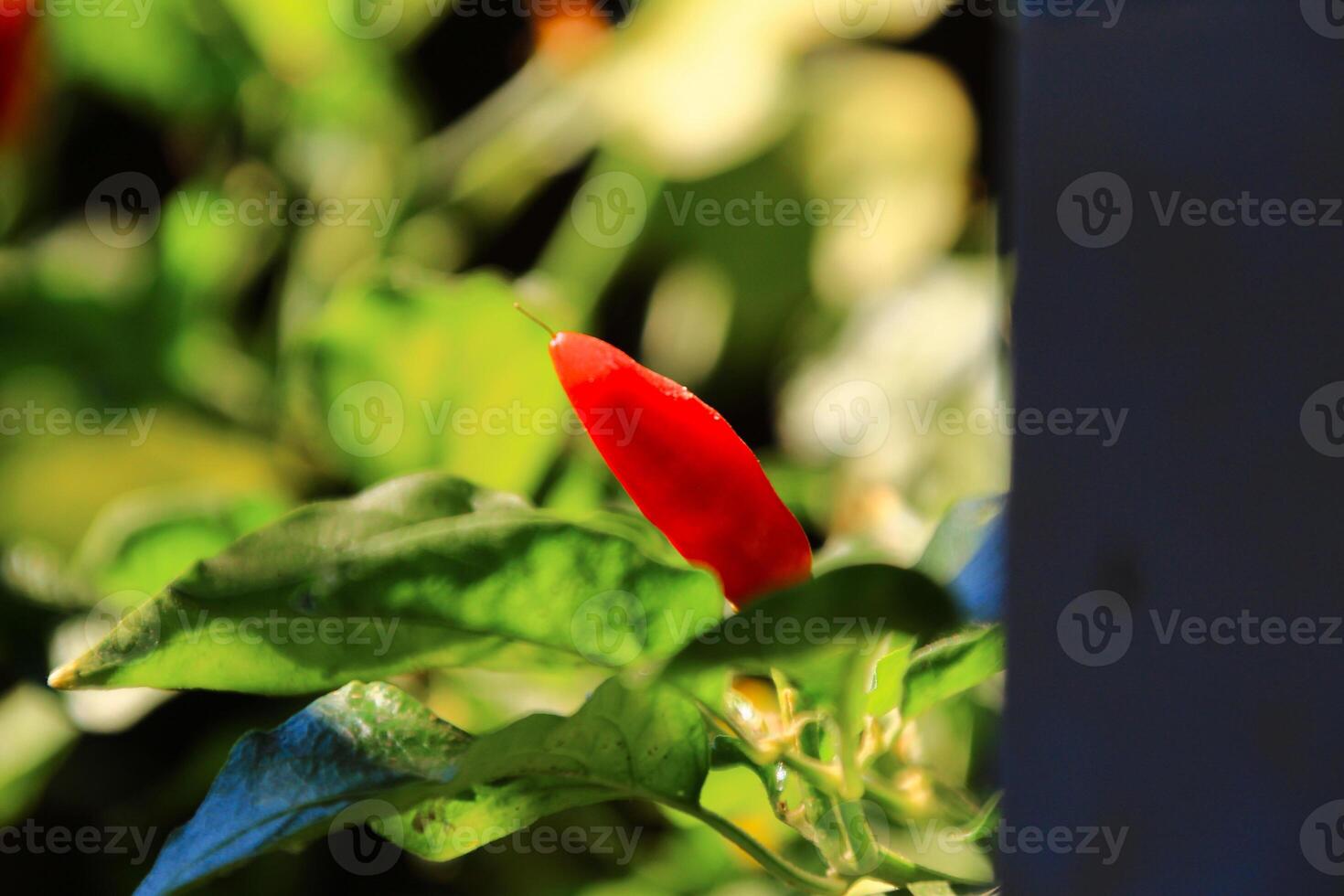 Small red chilies on the stem close up view photo