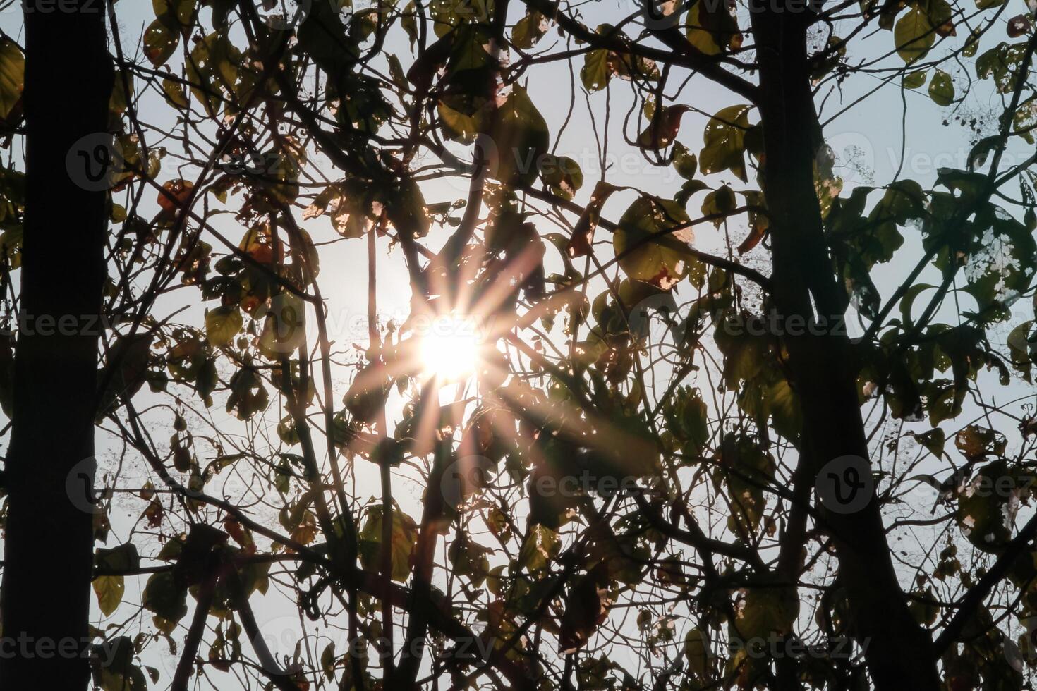Orange morning sun with silhouettes of tree branches photo
