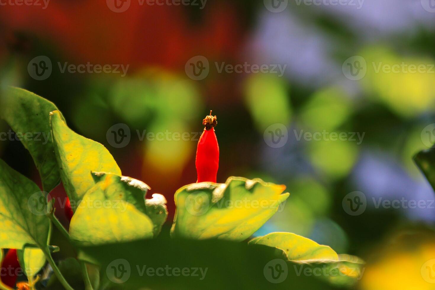 Small red chilies on the stem close up view photo