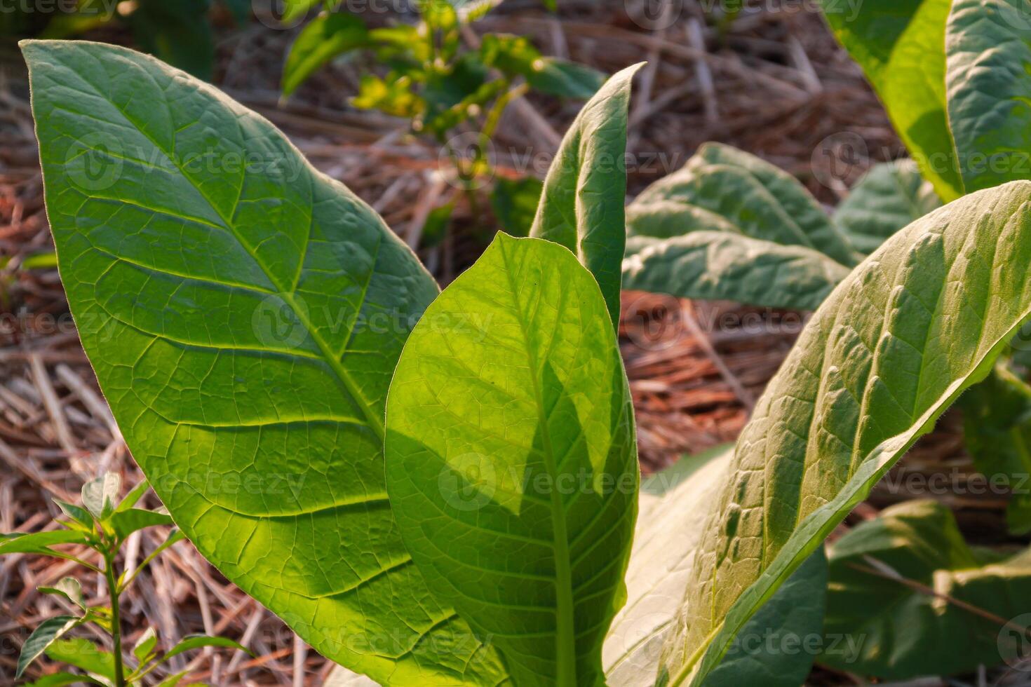 Large leaf tobacco plants growing on tobacco farmland photo