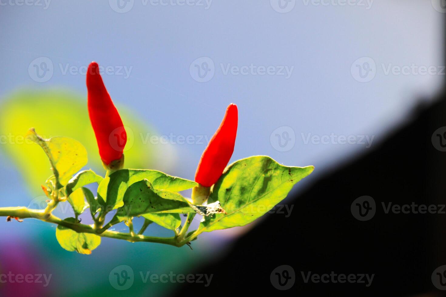 Small red chilies on the stem close up view photo
