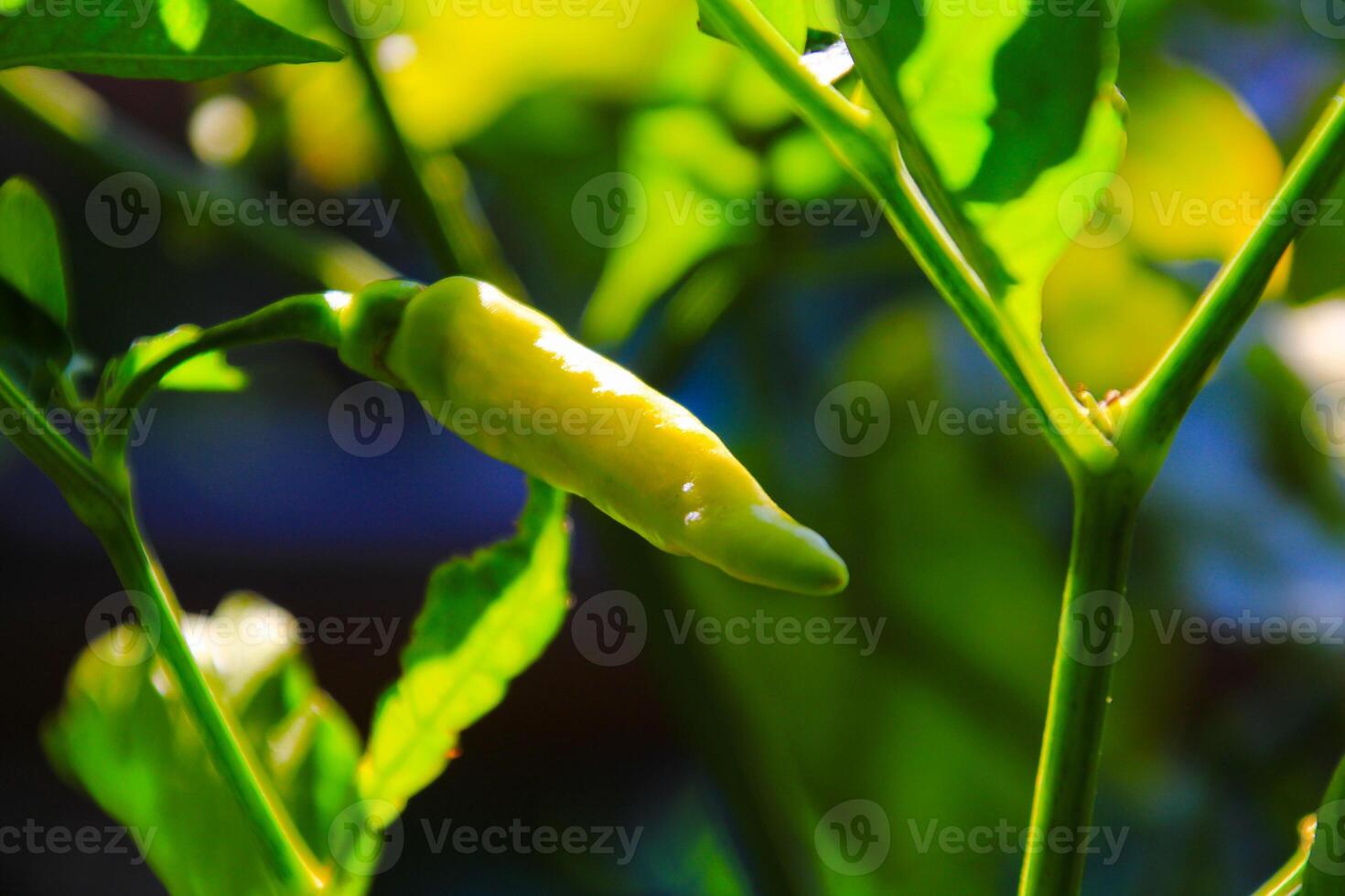 Small green chilies on the stem close up view photo