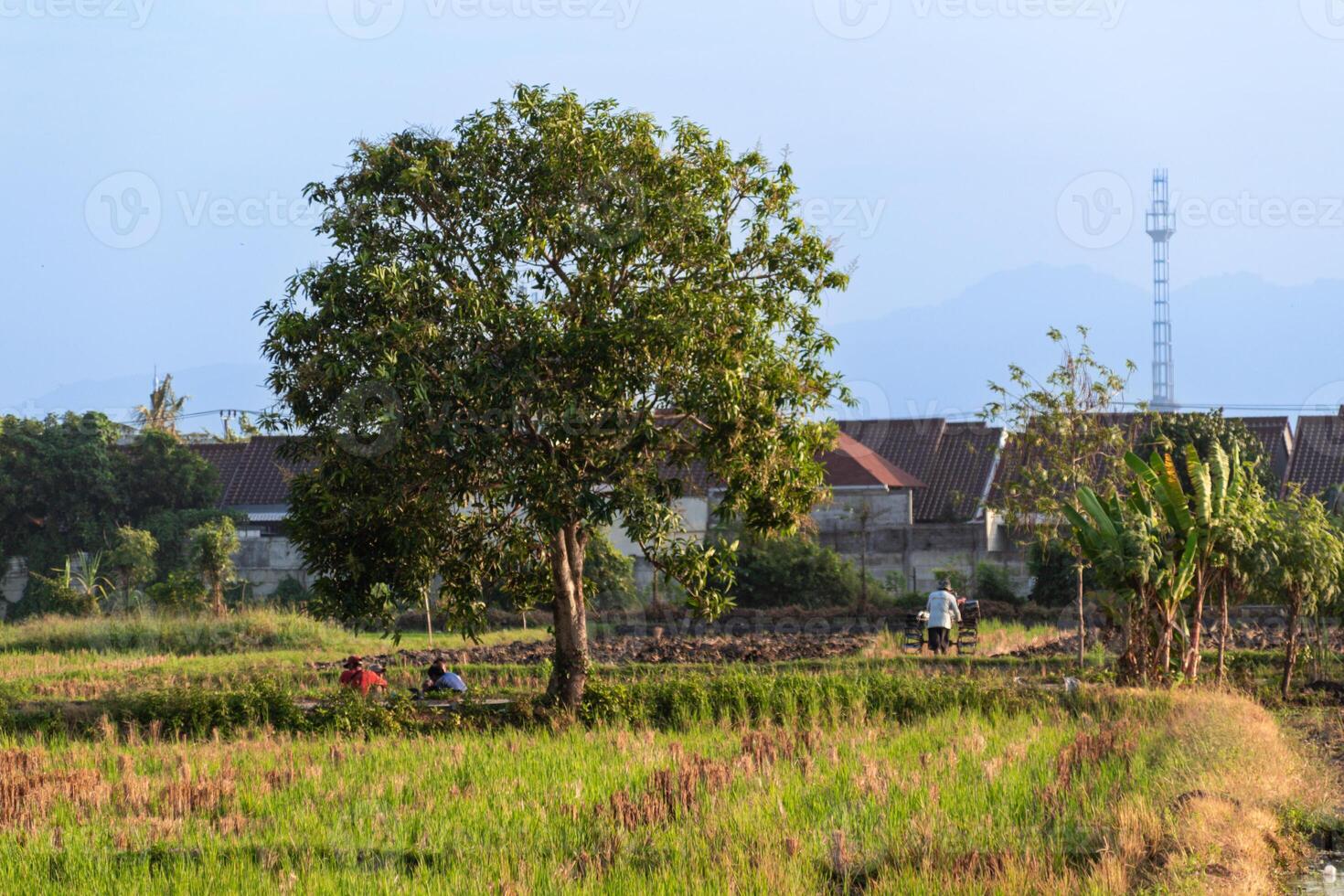 A tree with several people taking shade under it during the rice planting season photo