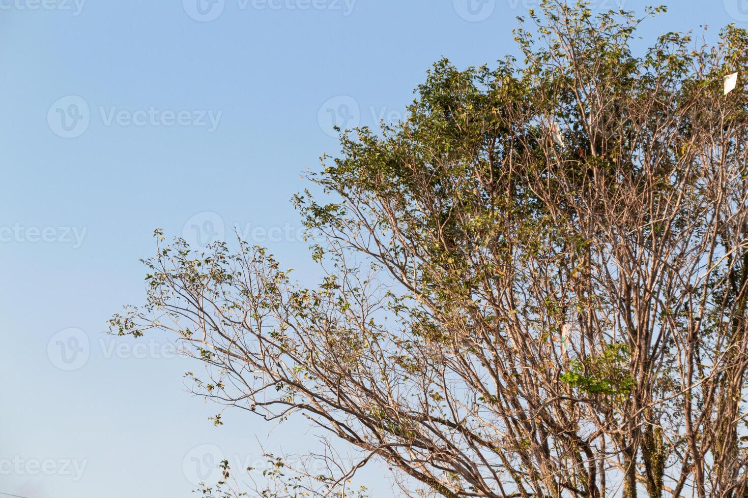 View of green tree branches from below against the blue sky photo