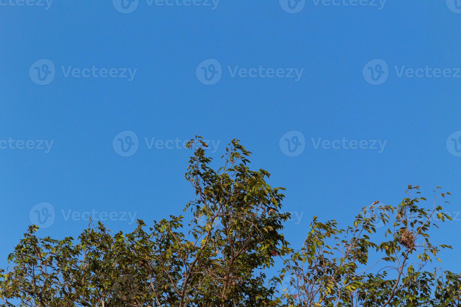 View of green tree branches from below against the blue sky photo