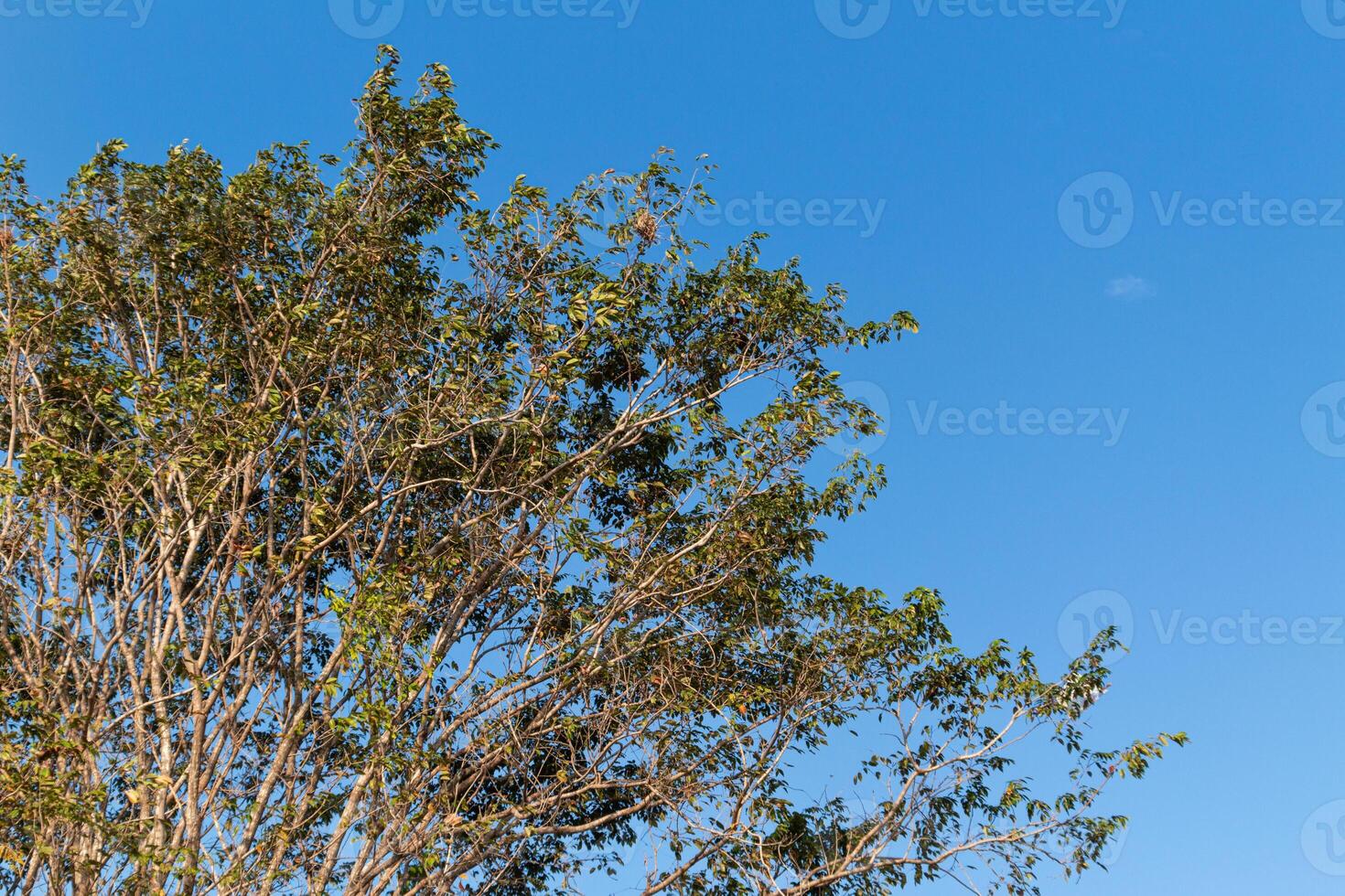 View of green tree branches from below against the blue sky photo