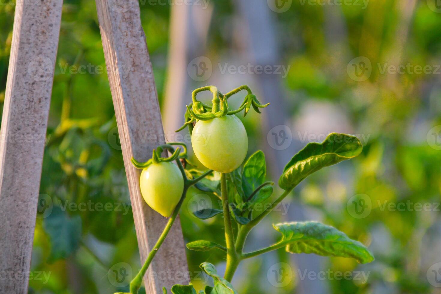 Unripe green tomatoes in summer field close up photo