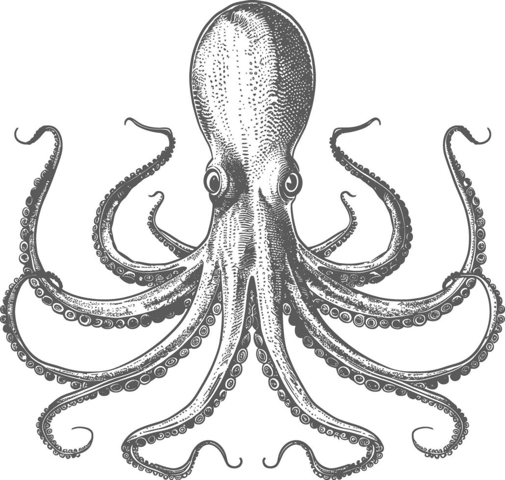 Detailed and Ornate Octopus Illustration vector