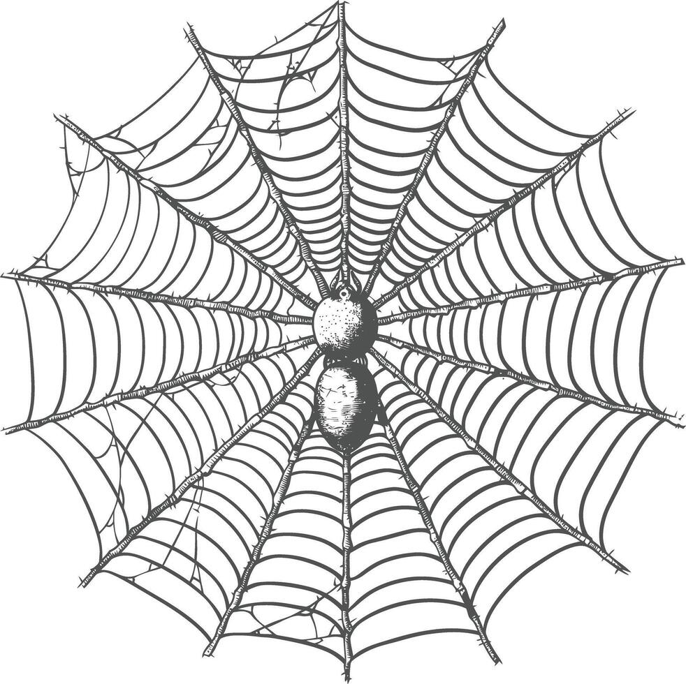 Detailed intricate hand drawn spider sitting in the center of its web vector