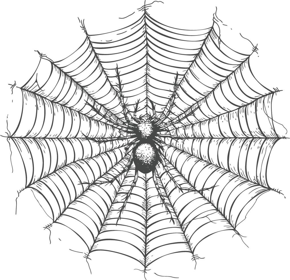 Detailed sketch of a large spider sitting in the center of its web vector