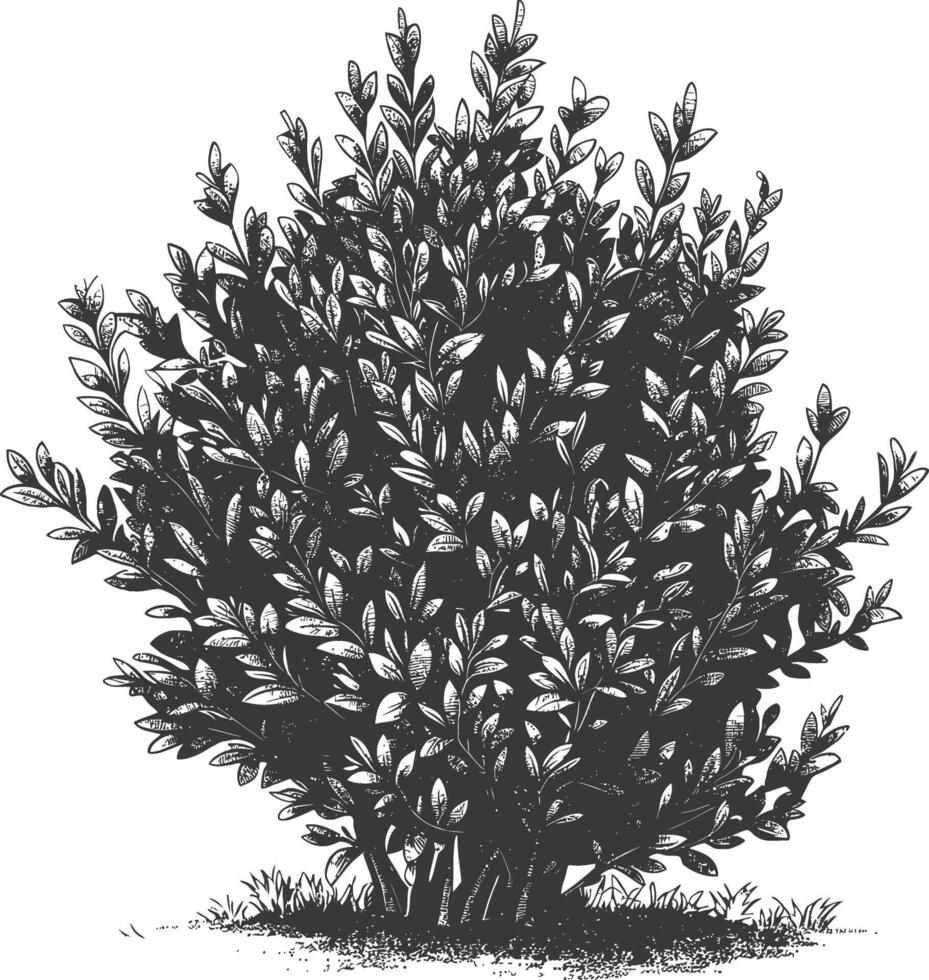 Detailed botanical drawing of a lush bush with intricate leaves and branches vector