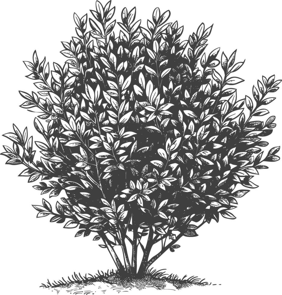 Detailed botanical drawing of a lush green bush with intricate leaves and branches vector