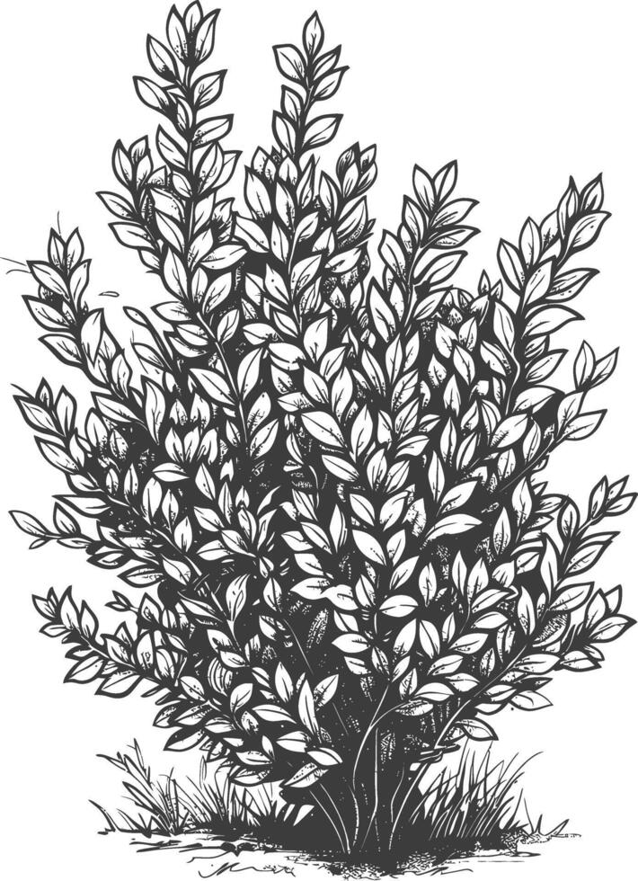 Detailed botanical drawing of a lush bush with intricate leaves and branches vector