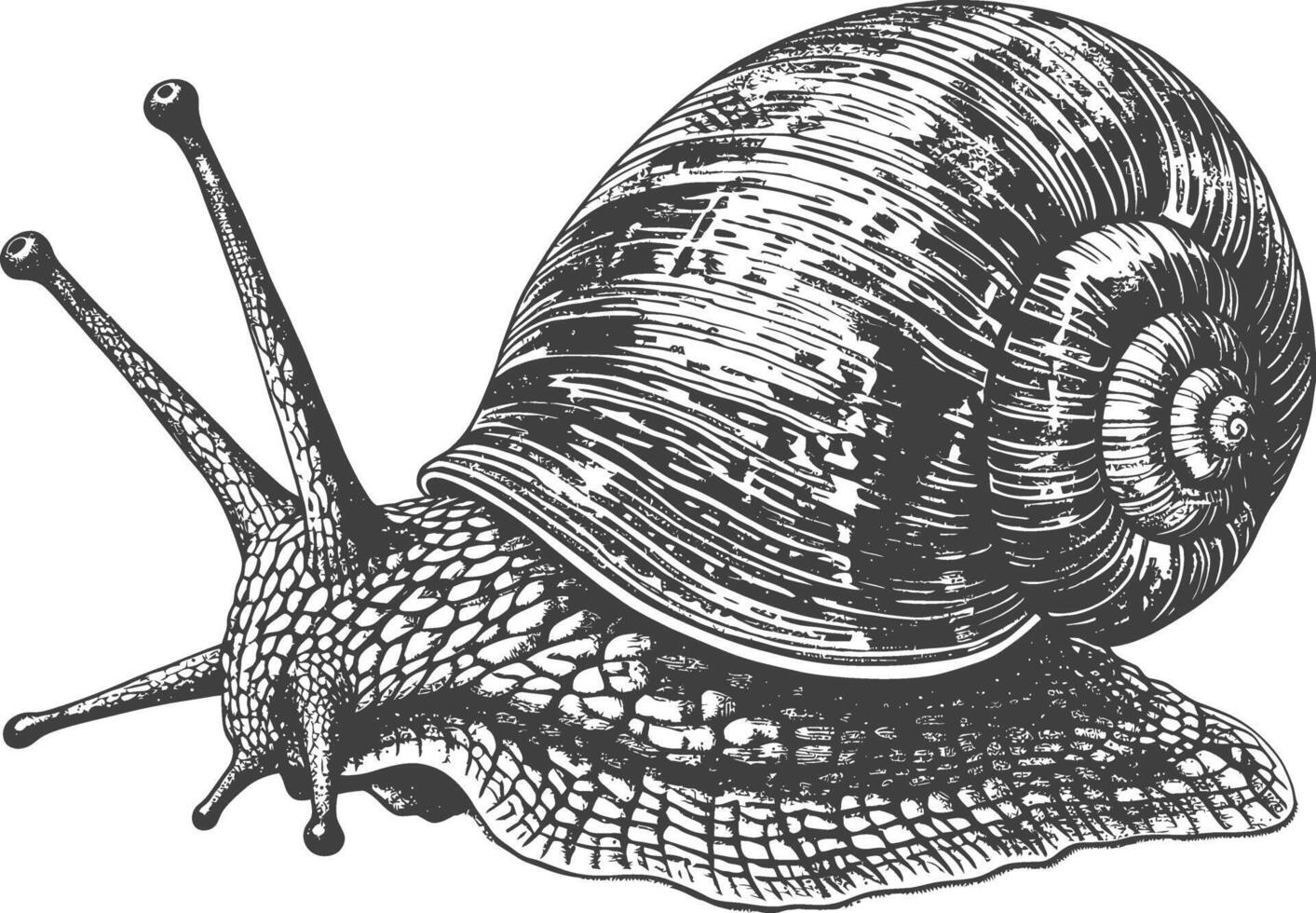 Detailed black and white line drawing of a snail with long curled antennas vector