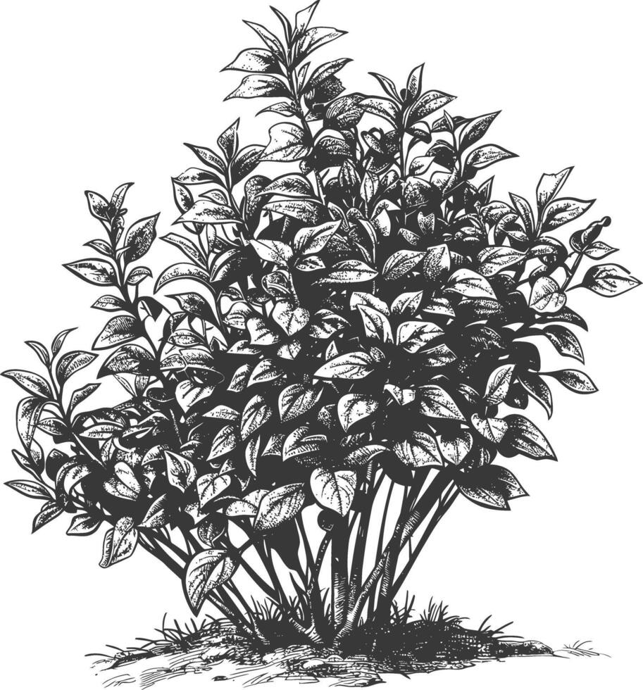 Ornate detailed pencil drawing of a lush dense shrubbery with delicate leaves and budding flowers vector