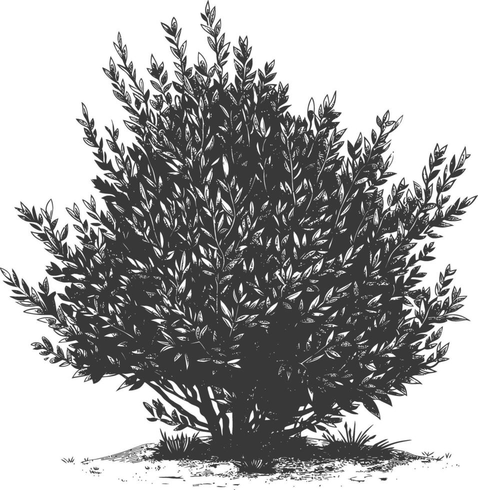 Detailed botanical drawing of a lush green bush with intricate leaves and branches vector