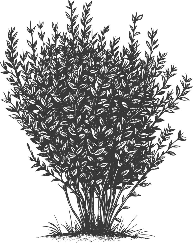 Detailed botanical drawing of a lush bush with intricate branches and leaves vector