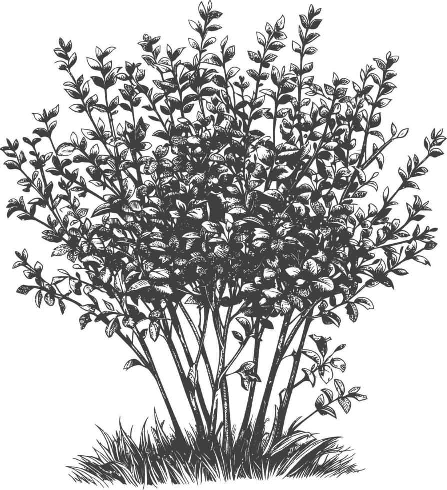 Detailed Hand-Drawn Sketch of a Leafy Plant with Multiple Branches vector
