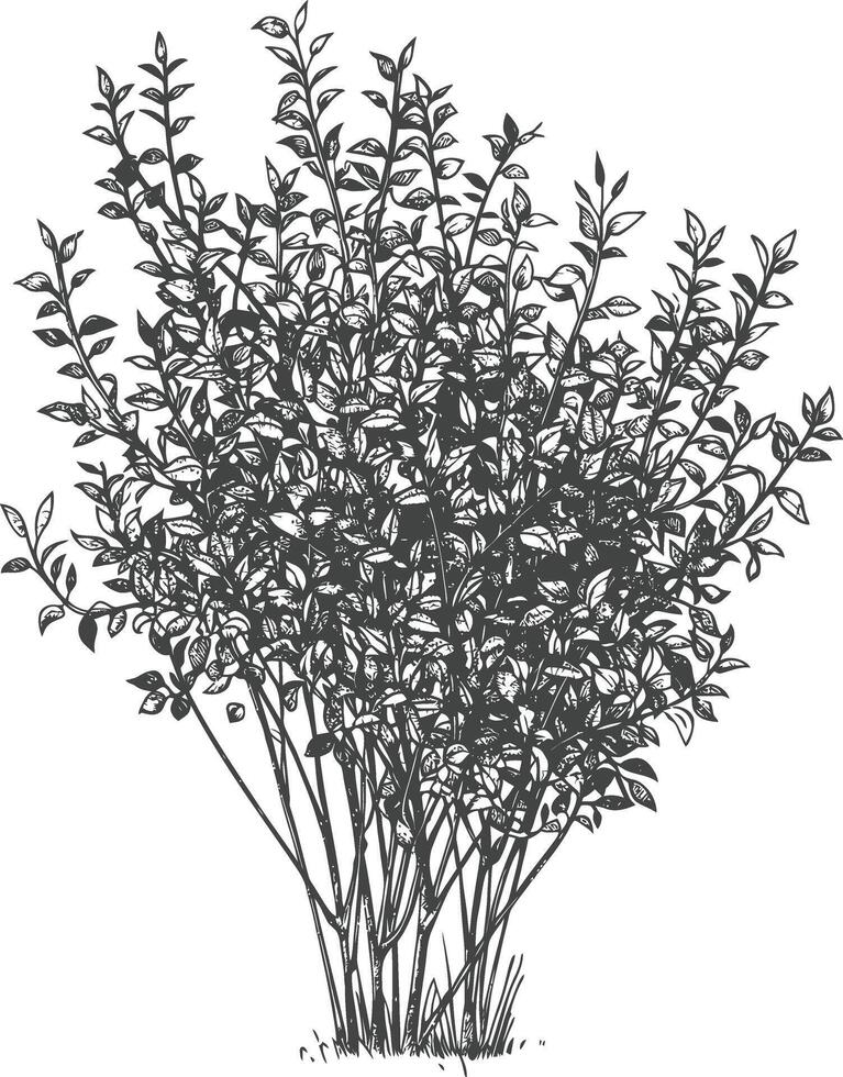 Detailed botanical drawing of a leafy bush with intricate branches and delicate foliage vector